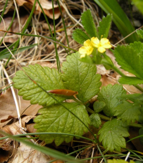 Aremonia agrimonoides / Agrimonia delle faggete